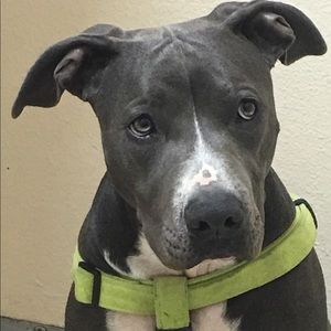 Meet your Posher, Precious